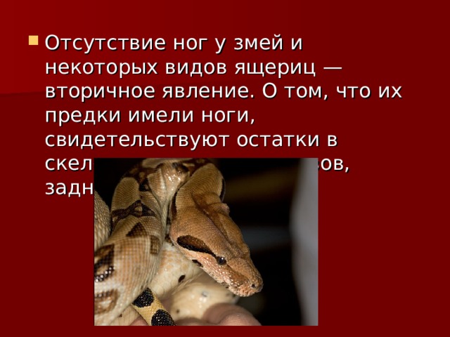 Отсутствие ног у змей и некоторых видов ящериц — вторичное явление. О том, что их предки имели ноги, свидетельствуют остатки в скелете, например у удавов, задней пары ног. 