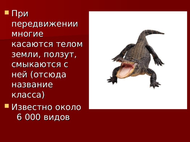 При передвижении многие касаются телом земли, ползут, смыкаются с ней (отсюда название класса) Известно около 6 000 видов 