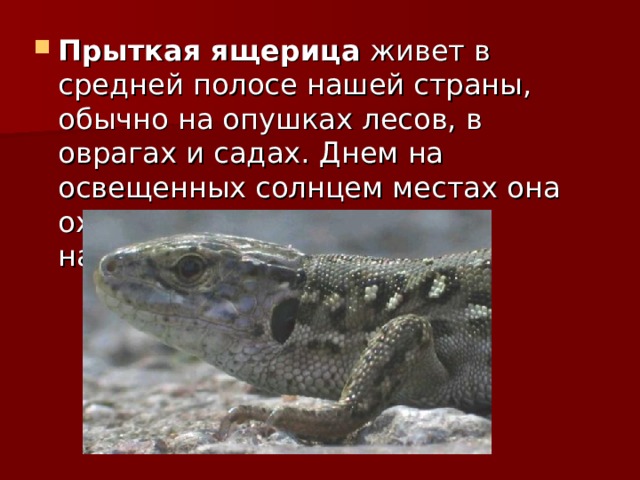 Прыткая ящерица живет в средней полосе нашей страны, обычно на опушках лесов, в оврагах и садах. Днем на освещенных солнцем местах она охотится за различными насекомыми. 