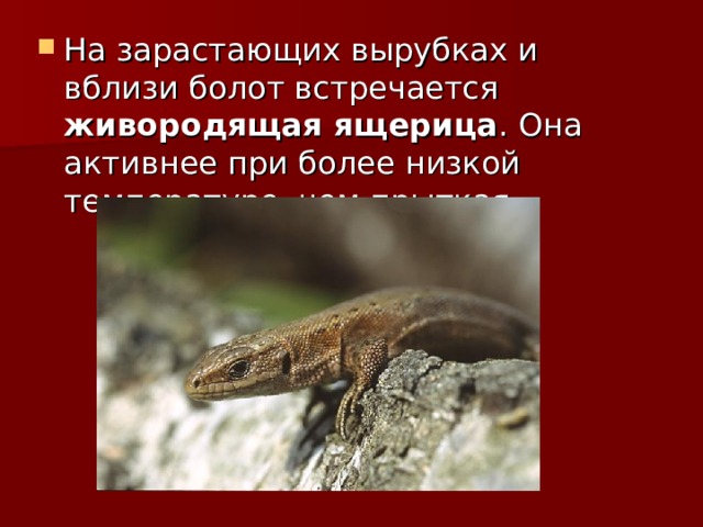 На зарастающих вырубках и вблизи болот встречается живородящая ящерица . Она активнее при более низкой температуре, чем прыткая. 