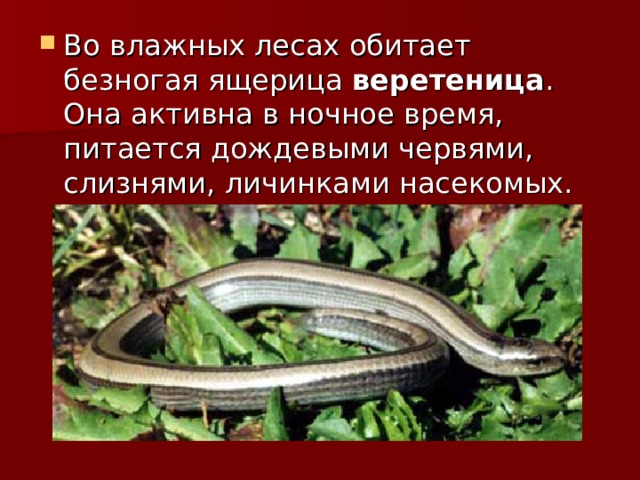 Во влажных лесах обитает безногая ящерица веретеница . Она активна в ночное время, питается дождевыми червями, слизнями, личинками насекомых. 