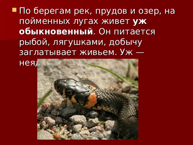 По берегам рек, прудов и озер, на пойменных лугах живет уж обыкновенный . Он питается рыбой, лягушками, добычу заглатывает живьем. Уж — неядовитая змея. 