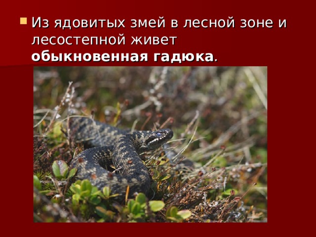 Из ядовитых змей в лесной зоне и лесостепной живет обыкновенная гадюка . 