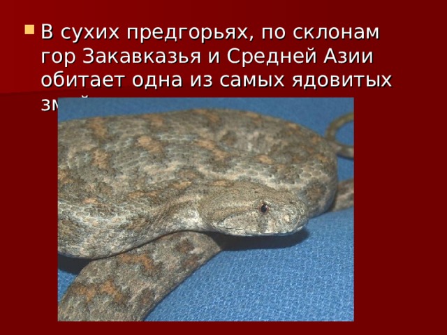 В сухих предгорьях, по склонам гор Закавказья и Средней Азии обитает одна из самых ядовитых змей — гюрза .  