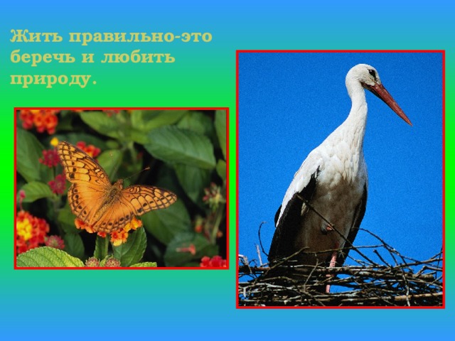 Жить правильно-это беречь и любить природу. 
