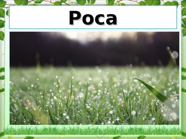 Роса 