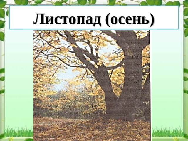 Листопад (осень) 