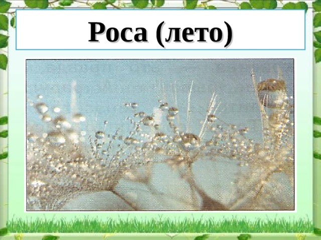 Роса (лето) 
