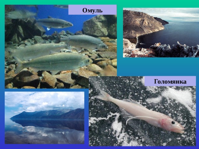 Омуль Голомянка 