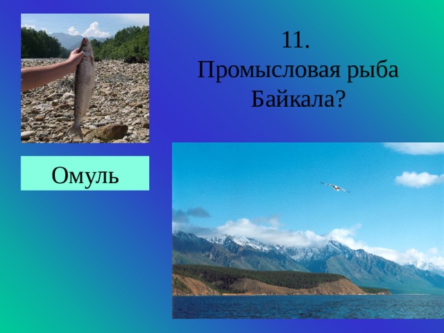 11. Промысловая рыба Байкала? Омуль 