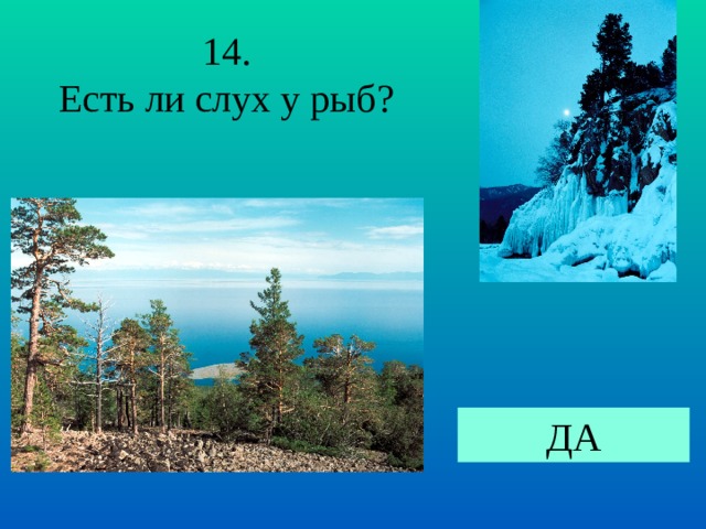 14. Есть ли слух у рыб? ДА 