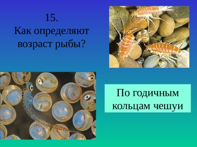 15. Как определяют возраст рыбы? По годичным кольцам чешуи 