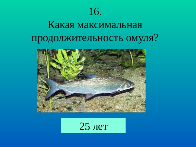 16. Какая максимальная продолжительность омуля? 25 лет 
