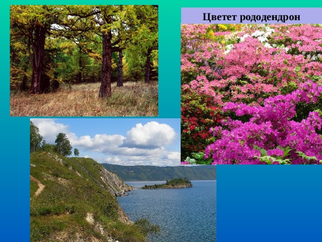 Цветет рододендрон 