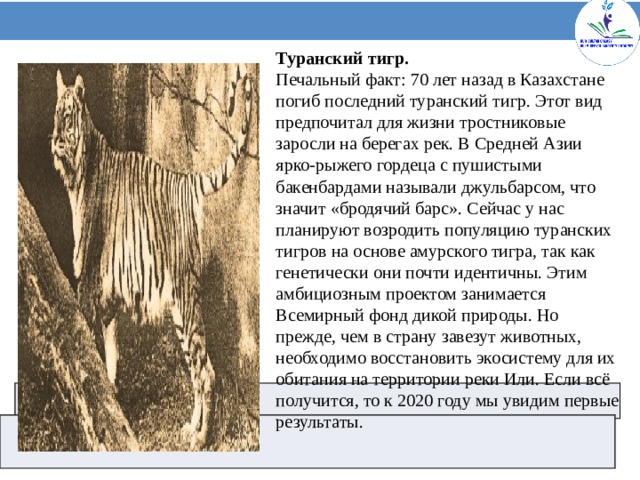 Туранский тигр. Печальный факт: 70 лет назад в Казахстане погиб последний туранский тигр. Этот вид предпочитал для жизни тростниковые заросли на берегах рек. В Средней Азии ярко-рыжего гордеца с пушистыми бакенбардами называли джульбарсом, что значит «бродячий барс». Сейчас у нас планируют возродить популяцию туранских тигров на основе амурского тигра, так как генетически они почти идентичны. Этим амбициозным проектом занимается Всемирный фонд дикой природы. Но прежде, чем в страну завезут животных, необходимо восстановить экосистему для их обитания на территории реки Или. Если всё получится, то к 2020 году мы увидим первые результаты.      