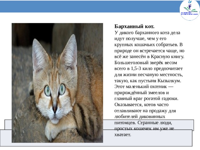 Барханный кот. У дикого барханного кота дела идут получше, чем у его крупных кошачьих собратьев. В природе он встречается чаще, но всё же занесён в Красную книгу. Большеголовый зверёк весом всего в 1,5-3 кило предпочитает для жизни песчаную местность, такую, как пустыня Кызылкум. Этот маленький охотник — прирождённый змеелов и главный враг рогатой гадюки. Оказывается, котов часто отлавливают на продажу для любителей диковинных питомцев. Странные люди, простых кошечек им уже не хватает.      