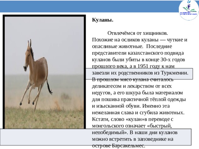 Куланы. Отвлечёмся от хищников. Похожие на осликов куланы  —  чуткие и опасливые животные.  Последние представители казахстанского подвида куланов были убиты в конце 30-х годов прошлого века, а в 1951 году к нам завезли их родственников из Туркмении. В прошлом мясо кулана считалось деликатесом и лекарством от всех недугов, а его шкура была материалом для пошива практичной тёплой одежды и изысканной обуви. Именно эта нежеланная слава и сгубила животных. Кстати, слово «кулан»в переводе с монгольского означает «быстрый, непобедимый». В наши дни куланов можно встретить в заповеднике на острове Барсакельмес.      