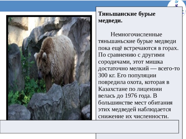 Тяньшанские бурые медведи. Немногочисленные тяньшаньские бурые медведи пока ещё встречаются в горах. По сравнению с другими сородичами, этот мишка достаточно мелкий — всего-то 300 кг. Его популяции повредила охота, которая в Казахстане по лицензии велась до 1976 года. В большинстве мест обитания этих медведей наблюдается снижение их численности.    