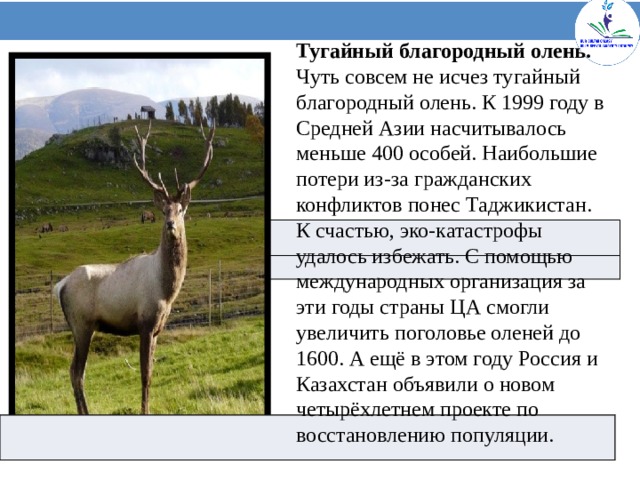 Тугайный благородный олень. Чуть совсем не исчез тугайный благородный олень. К 1999 году в Средней Азии насчитывалось меньше 400 особей. Наибольшие потери из-за гражданских конфликтов понес Таджикистан. К счастью, эко-катастрофы удалось избежать. С помощью международных организация за эти годы страны ЦА смогли увеличить поголовье оленей до 1600. А ещё в этом году Россия и Казахстан объявили о новом четырёхлетнем проекте по восстановлению популяции.   