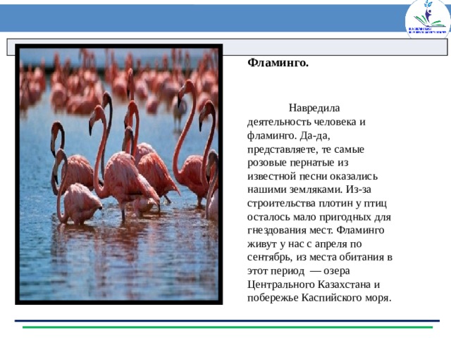 Фламинго. Навредила деятельность человека и фламинго. Да-да, представляете, те самые розовые пернатые из известной песни оказались нашими земляками. Из-за строительства плотин у птиц осталось мало пригодных для гнездования мест. Фламинго живут у нас с апреля по сентябрь, из места обитания в этот период  — озера Центрального Казахстана и побережье Каспийского моря. 