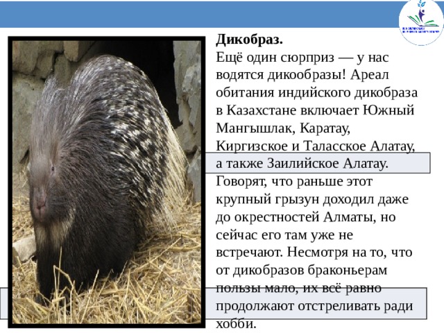 Дикобраз. Ещё один сюрприз — у нас водятся дикообразы! Ареал обитания индийского дикобраза в Казахстане включает Южный Мангышлак, Каратау, Киргизское и Таласское Алатау, а также Заилийское Алатау. Говорят, что раньше этот крупный грызун доходил даже до окрестностей Алматы, но сейчас его там уже не встречают. Несмотря на то, что от дикобразов браконьерам пользы мало, их всё равно продолжают отстреливать ради хобби.   