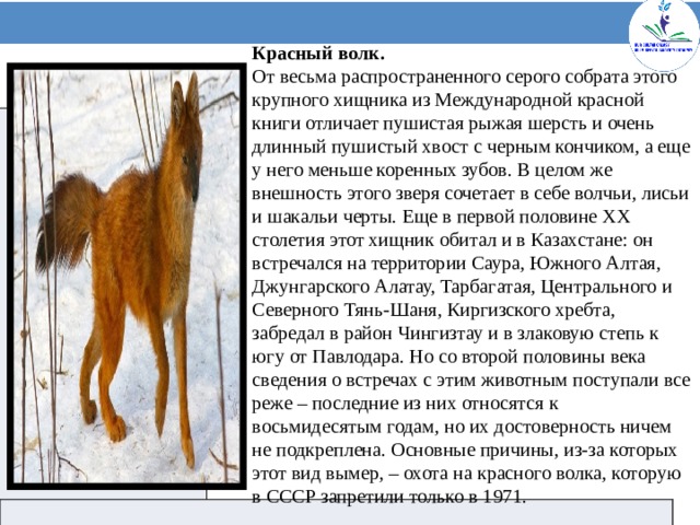 Красный волк. От весьма распространенного серого собрата этого крупного хищника из Международной красной книги отличает пушистая рыжая шерсть и очень длинный пушистый хвост с черным кончиком, а еще у него меньше коренных зубов. В целом же внешность этого зверя сочетает в себе волчьи, лисьи и шакальи черты. Еще в первой половине ХХ столетия этот хищник обитал и в Казахстане: он встречался на территории Саура, Южного Алтая, Джунгарского Алатау, Тарбагатая, Центрального и Северного Тянь-Шаня, Киргизского хребта, забредал в район Чингизтау и в злаковую степь к югу от Павлодара. Но со второй половины века сведения о встречах с этим животным поступали все реже – последние из них относятся к восьмидесятым годам, но их достоверность ничем не подкреплена. Основные причины, из-за которых этот вид вымер, – охота на красного волка, которую в СССР запретили только в 1971.    