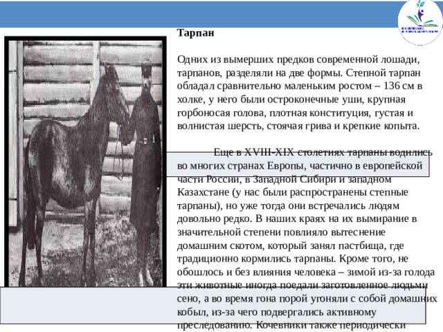 Тарпан Одних из вымерших предков современной лошади, тарпанов, разделяли на две формы. Степной тарпан обладал сравнительно маленьким ростом – 136 см в холке, у него были остроконечные уши, крупная горбоносая голова, плотная конституция, густая и волнистая шерсть, стоячая грива и крепкие копыта. Еще в XVIII-XIX столетиях тарпаны водились во многих странах Европы, частично в европейской части России, в Западной Сибири и западном Казахстане (у нас были распространены степные тарпаны), но уже тогда они встречались людям довольно редко. В наших краях на их вымирание в значительной степени повлияло вытеснение домашним скотом, который занял пастбища, где традиционно кормились тарпаны. Кроме того, не обошлось и без влияния человека – зимой из-за голода эти животные иногда поедали заготовленное людьми сено, а во время гона порой угоняли с собой домашних кобыл, из-за чего подвергались активному преследованию. Кочевники также периодически выбирались поохотиться на диких лошадей – их мясо считалось деликатесом.      