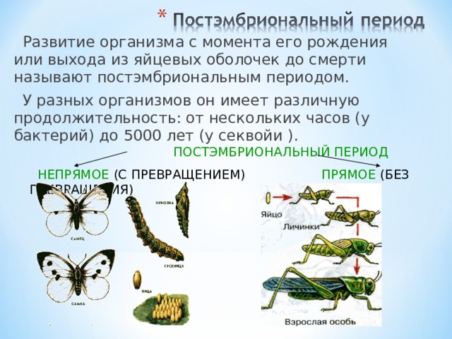 Развитие организма с момента его рождения или выхода из яйцевых оболочек до смерти называют постэмбриональным периодом. У разных организмов он имеет различную продолжительность: от нескольких часов (у бактерий) до 5000 лет (у секвойи ).  ПОСТЭМБРИОНАЛЬНЫЙ ПЕРИОД  НЕПРЯМОЕ (С ПРЕВРАЩЕНИЕМ) ПРЯМОЕ (БЕЗ ПРЕВРАЩЕНИЯ) 