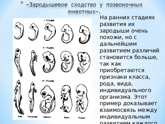 На ранних стадиях развития их зародыши очень похожи, но с дальнейшим развитием различий становится больше, так как приобретаются признаки класса, рода, вида, индивидуального организма. Этот пример доказывает взаимосвязь между индивидуальным развитием каждого организма и эволюцией вида, к которому этот организм относится.    