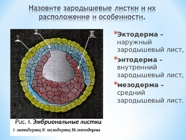 Эктодерма – наружный зародышевый лист, энтодерма – внутренний зародышевый лист, мезодерма – средний зародышевый лист.  