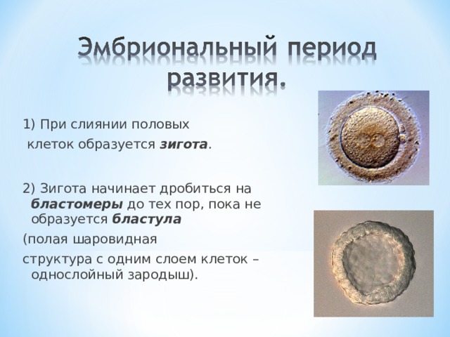 1) При слиянии половых  клеток образуется зигота . 2) Зигота начинает дробиться на бластомеры до тех пор, пока не образуется бластула (полая шаровидная структура с одним слоем клеток – однослойный зародыш). 
