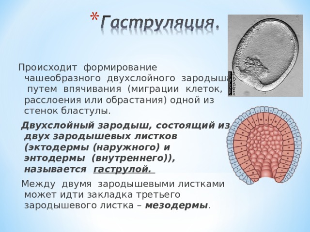 Происходит формирование чашеобразного двухслойного зародыша путем впячивания (миграции клеток, расслоения или обрастания) одной из стенок бластулы.  Двухслойный зародыш, состоящий из двух зародышевых листков (эктодермы (наружного) и энтодермы (внутреннего)), называется гаструлой.  Между двумя зародышевыми листками может идти закладка третьего зародышевого листка – мезодермы . 
