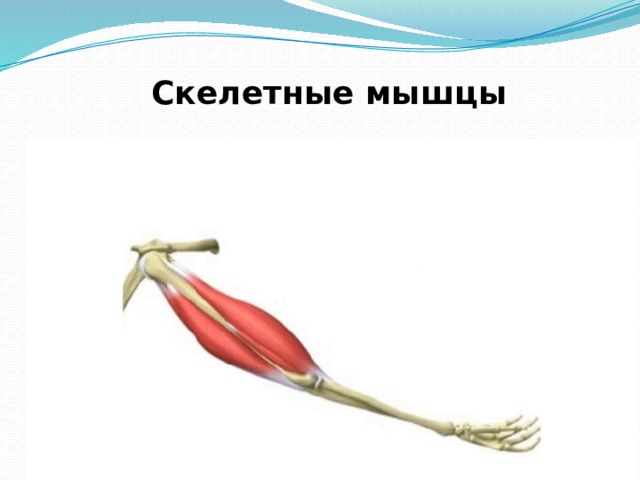 Скелетные мышцы 