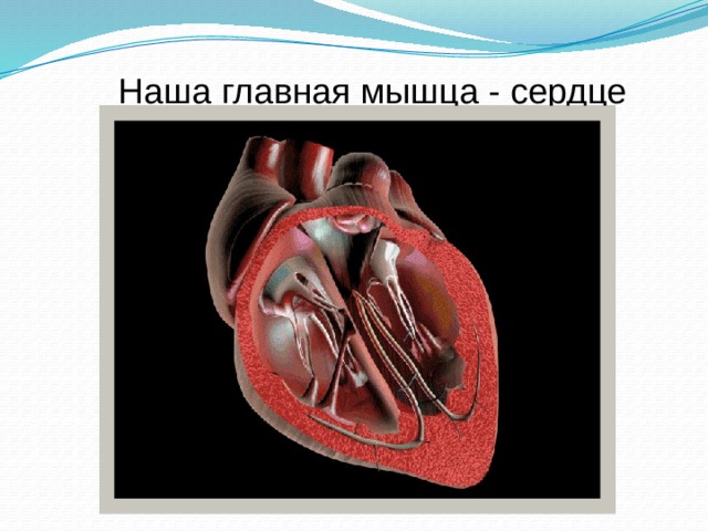 Наша главная мышца - сердце 