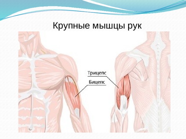 Крупные мышцы рук 