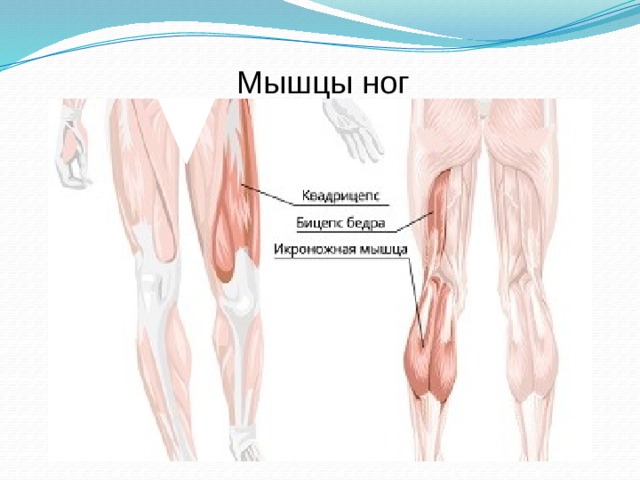 Мышцы ног 