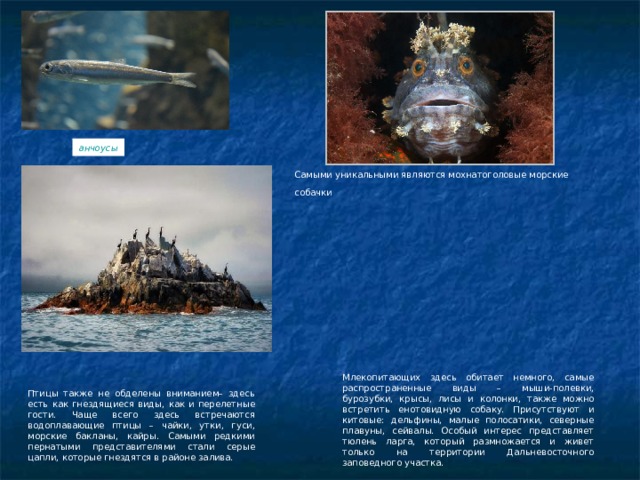анчоусы Самыми уникальными являются мохнатоголовые морские собачки  Млекопитающих здесь обитает немного, самые распространенные виды – мыши-полевки, бурозубки, крысы, лисы и колонки, также можно встретить енотовидную собаку. Присутствуют и китовые: дельфины, малые полосатики, северные плавуны, сейвалы. Особый интерес представляет тюлень ларга, который размножается и живет только на территории Дальневосточного заповедного участка. Птицы также не обделены вниманием– здесь есть как гнездящиеся виды, как и перелетные гости. Чаще всего здесь встречаются водоплавающие птицы – чайки, утки, гуси, морские бакланы, кайры. Самыми редкими пернатыми представителями стали серые цапли, которые гнездятся в районе залива. 