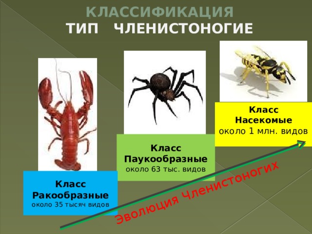 КЛАССИФИКАЦИЯ  ТИП ЧЛЕНИСТОНОГИЕ Эволюция Членистоногих Класс Насекомые около 1 млн. видов Класс Паукообразные около 63 тыс. видов Класс Ракообразные около 35 тысяч видов 