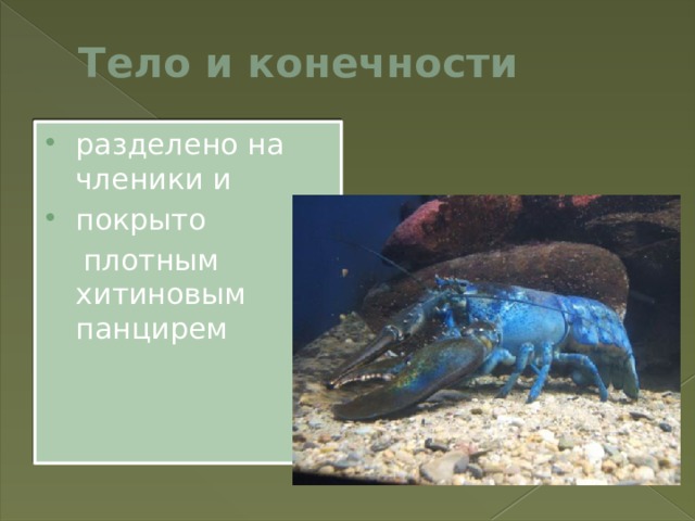 Тело и конечности разделено на членики и покрыто  плотным хитиновым панцирем 