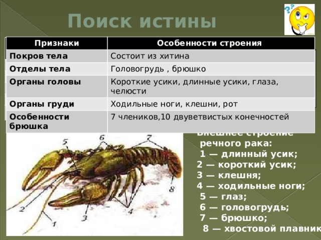 Поиск истины Признаки Покров тела Особенности строения Отделы тела Состоит из хитина Органы головы Головогрудь , брюшко Органы груди Короткие усики, длинные усики, глаза, челюсти Особенности брюшка Ходильные ноги, клешни, рот 7 члеников,10 двуветвистых конечностей Признаки Покров тела Особенности строения Отделы тела Органы головы Органы груди Особенности брюшка Прочитав текст учебника, попробуйте составить  краткое описание  внешнего строения рака Внешнее строение  речного рака:  1 — длинный усик; 2 — короткий усик; 3 — клешня; 4 — ходильные ноги;  5 — глаз;  6 — головогрудь;  7 — брюшко;  8 — хвостовой плавник 