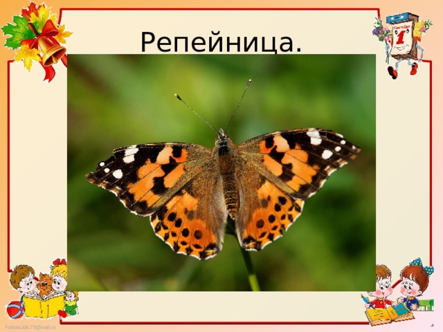 Репейница. 