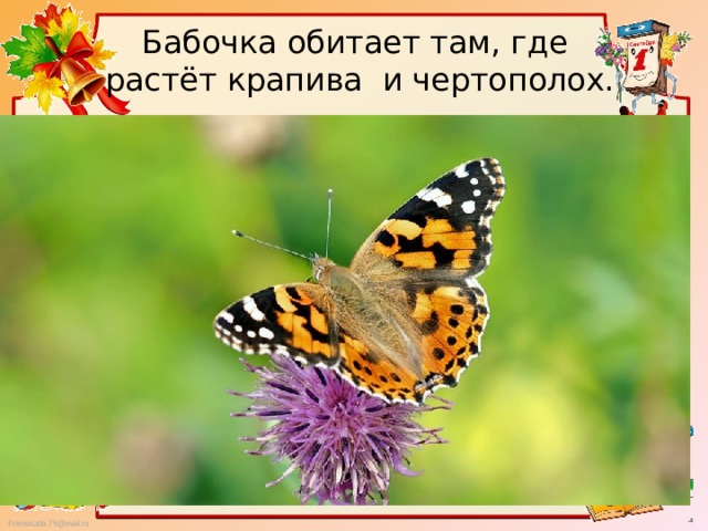Бабочка обитает там, где растёт крапива и чертополох. 