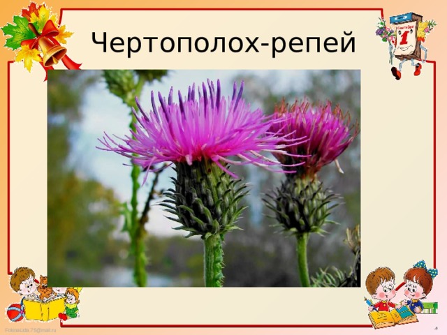 Чертополох-репей 