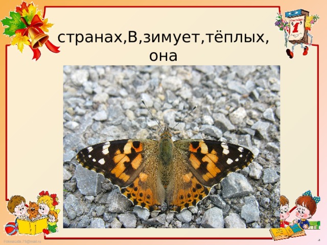странах,В,зимует,тёплых,  она 