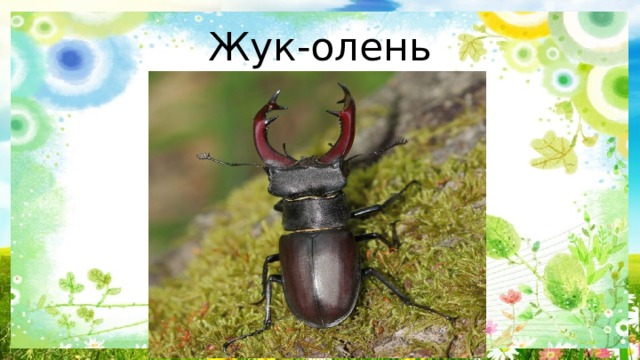 Жук-олень 
