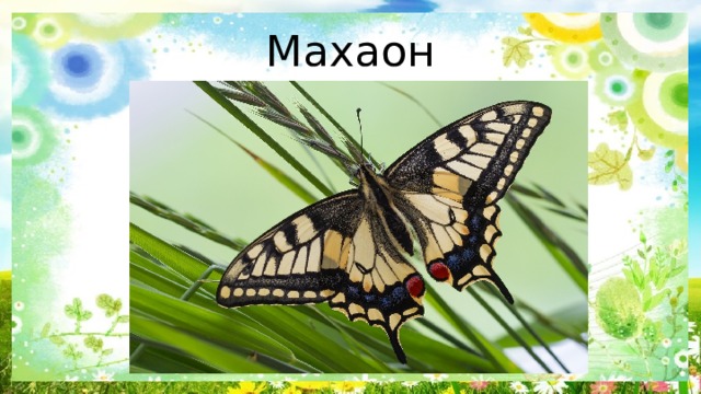 Махаон 