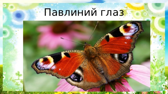 Павлиний глаз 