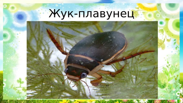 Жук-плавунец 