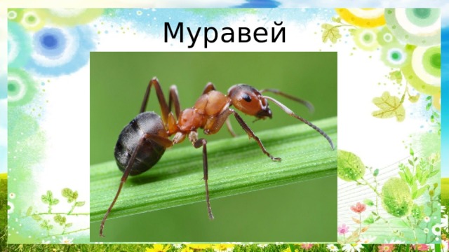 Муравей 