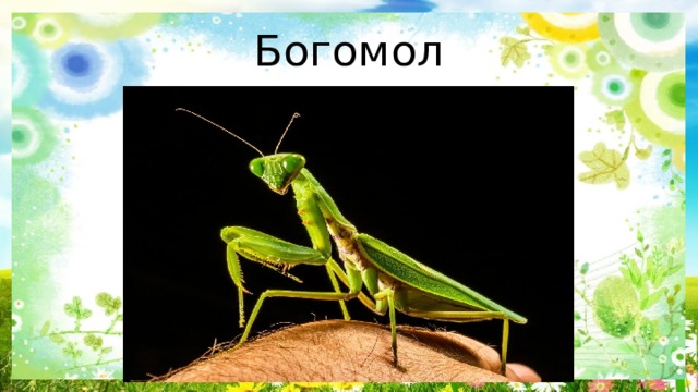 Богомол 